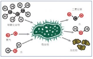 生物降解過(guò)程